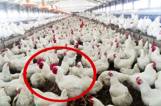 Takiego kurczaka lepiej nie spożywać. Zjedzenie go może spowodować szereg konsekwencji dla zdrowia