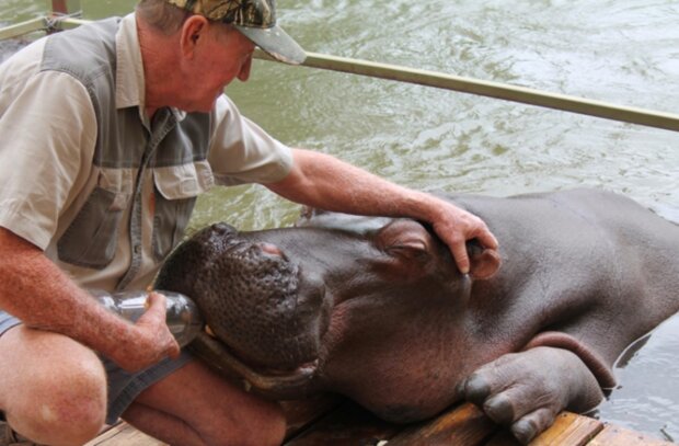 Niesamowita historia: mężczyzna uratował i wychował hipopotama. Zdjęcia