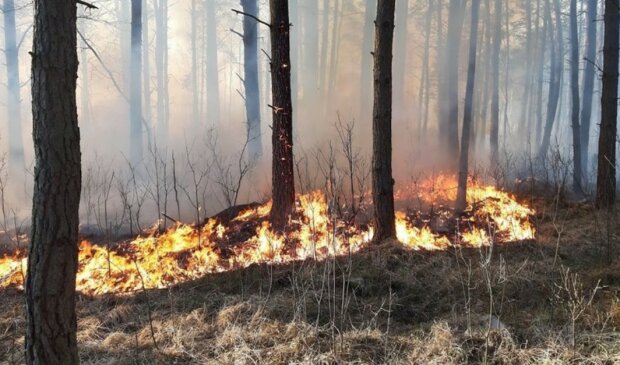 Zagrożenie pożarowe w polskich lasach jest ogromne!/screen Facebook
