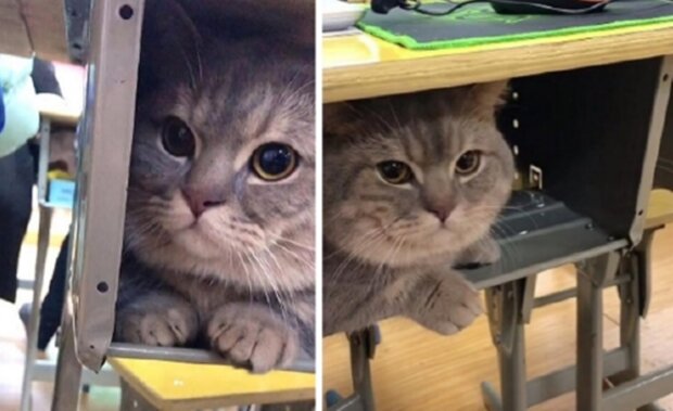 Studentka ukryła kota w biurku, a puszysty szpieg dostał miliony lajków