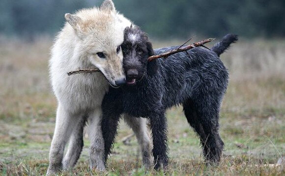 Niezwykle poruszająca historia o więzi psa i wilka. Sprawia, że łzy same cisną się do oczu