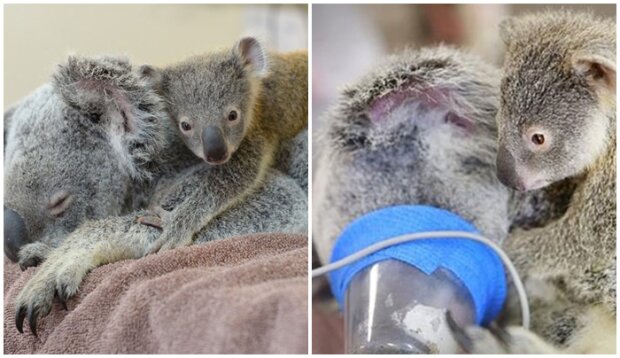 6-miesięczna koala nie opuściła matki nawet podczas operacji